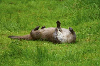 European otter (Lutra lutra), lying relaxed on its back in the green grass and enjoying the