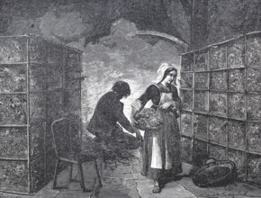 Textile industry, worker in a caterpillar factory, breeding silkworms, silkworm or mulberry moth,