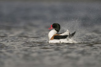 Bathing fun... Shelduck (Tadorna tadorna), colourful male duck, drake bathes, splashes water on the