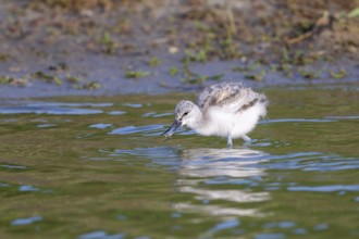 Avocet (Recurvirostra avosetta), chick has caught a crab in the water, Texel, province of North