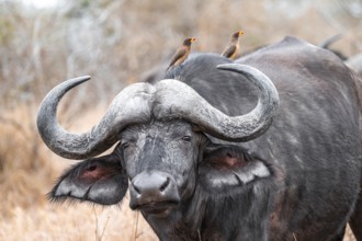 Cape buffalo (Syncerus caffer caffer) with yellowbill oxpecker (Buphagus africanus), animal