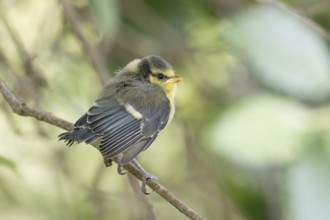 A great tit (Parus major), young bird, fluffy chick, sitting on a small branch, Hesse, Germany