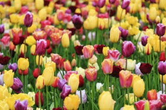 Different coloured tulips (Tulipa), colourful tulip bed, Keukenhof gardens, Lisse, Bollenstreek,