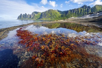 Plants in a tidal pool with reflection, rocky coast of Tungeneset, Devil's Teeth, Okshornan,