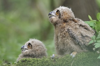 On the ground... European eagle owl (Bubo bubo), two young birds, young eagle owls, owls often