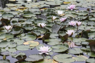 Water lilies (Nymphaea), Berlin, Germany