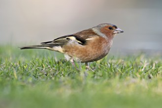 Chaffinch (Fringilla coelebs), male standing in meadow, Flachsee nature reserve, Freiamt, Canton