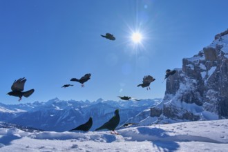 Alpine choughs (Pyrrhocorax graculus), birds flying over a snowy mountain landscape under a bright