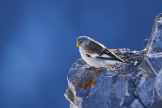 Snowfinch (Montifringilla nivalis), a bird on a rock under a clear blue sky, Gemmi Pass, Leukerbad,
