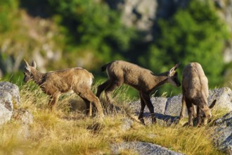 Three young chamois standing in a row on a grassy meadow between rocks, chamois, chamois,