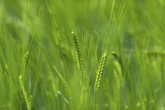 Grain field with unripe ears of barley (Hordeum vulgare), delicate structure, texture, background