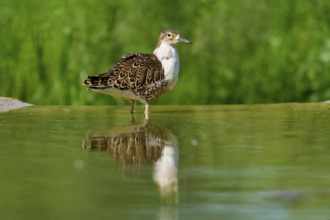 Bird standing in the water, surrounded by green nature, Ruff (Calidris pugnax), spring, France