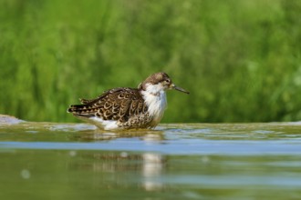 Bird in water with reflection in natural environment, Ruff (Calidris pugnax), spring, France