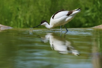 An avocet drinking water, the reflection visible in the green natural background, Avocet