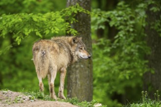 Eastern wolf (Canis lupus lycaon) standing on a little hill, Bavaria, Germany