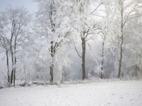 Shrubs and trees in hoarfrost and fog, Horben, Lindenberg, Freiamt, Canton Aargau, Switzerland