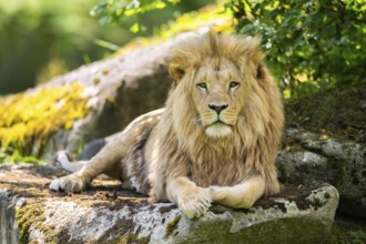 Southern African lion (Panthera leo melanochaita) male, lying on a rock, captive, Zoo Augsburg,