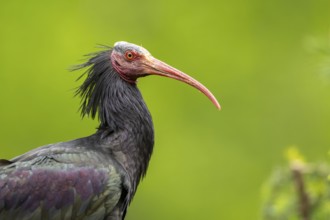 Northern bald ibis (Geronticus eremita) portrait, Bavaria, Germany