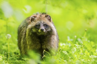 Common raccoon dog (Nyctereutes procyonoides) standing in the grass, Bavaria, Germany