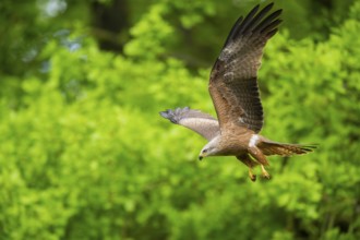 Black kite (Milvus migrans) flying in a forest in early summer, Bavaria, Germany