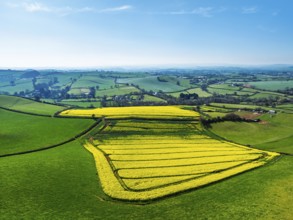 Rapeseed fields and Farms over Devon Windmill from a drone, Torquay, Devon, England, United Kingdom