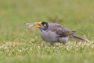Noisy Miner (Manorina melanocephala), South Australia, Australia