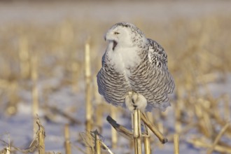 Snowy Owl (Bubo scandiacus) juvenile female, Ontario, Canada