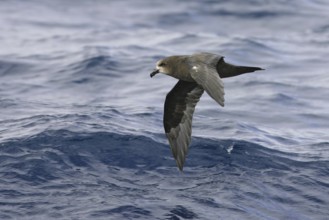 Great-winged Petrel (Pterodroma gouldi) flying, South Australia, Australia