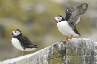 Atlantic Puffin (Fratercula arctica), Scotland, United Kingdom