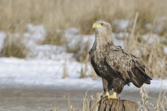 White-tailed Eagle (Haliaeetus albicilla), Mecklenburg-Western Pomerania, Germany