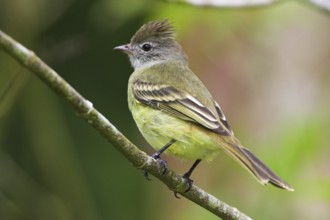 Yellow-bellied Elaenia (Elaenia flavogaster), Costa Rica