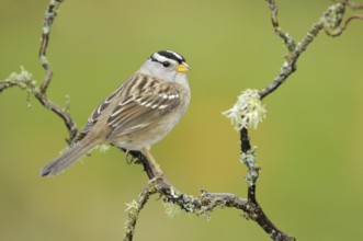White-crowned Sparrow (Zonotrichia leucophrys), British Columbia, Canada