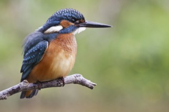 Common Kingfisher (Alcedo atthis) male, Asturias, Spain