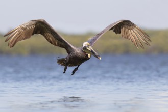 Brown Pelican (Pelecanus occidentalis) flying, Florida, USA
