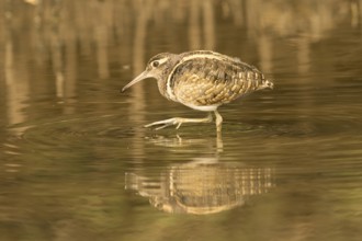 Greater Painted-snipe (Rostratula benghalensis), Gambia