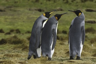 King Penguin (Aptenodytes patagonicus), Falkland Islands