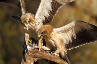 Booted Eagle (Hieraaetus pennatus) juvenile and female, Castile and Leon, Spain