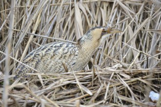 Rohrdommel (Botaurus stellaris), Bittern, Altvogel im Winter, hat einen Grasfrosch erbeutet und