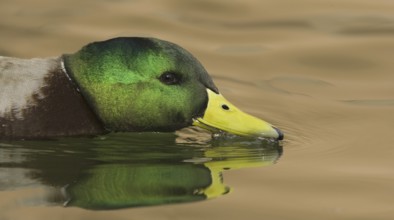 Mallard (Anas platyrhynchos) male, New Mexico, USA