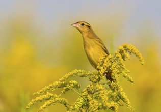Bobolink (Dolichonyx oryzivorus), Ohio, USA