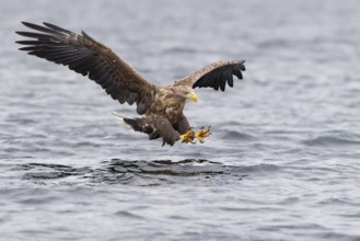 White-tailed Eagle (Haliaeetus albicilla) hunting, Norway