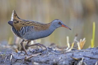 Water Rail (Rallus aquaticus) foraging, Saxony-Anhalt, Germany