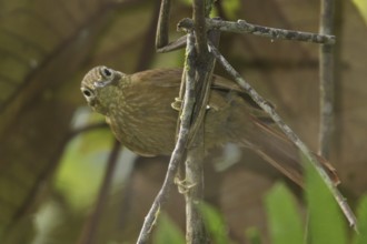 Buff-throated Foliage-gleaner (Automolus ochrolaemus), Manu National Park, Peru
