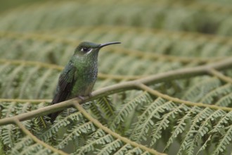Violet-fronted Brilliant (Heliodoxa leadbeateri), Manu National Park, Peru