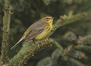 Palm Warbler (Setophaga palmarum hypochrysea), Maine, USA