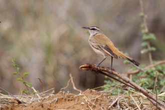 Kalahari Scrub Robin (Cercotrichas paena), Namibia
