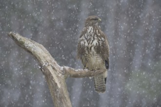 Common Buzzard (Buteo buteo), Saxony, Germany