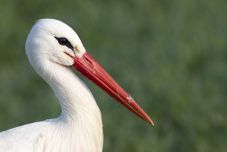 White Stork (Ciconia ciconia), Baden-Wuerttemberg, Germany