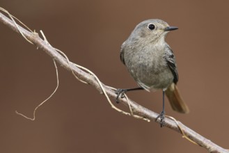 Black Redstart (Phoenicurus ochruros) female, Baden-Wuerttemberg, Germany