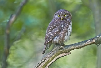 Eurasian Pygmy Owl (Glaucidium passerinum), Bavaria, Germany